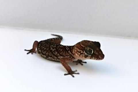 Jak na chov madagaskarského zemního gekona | rady a tipy