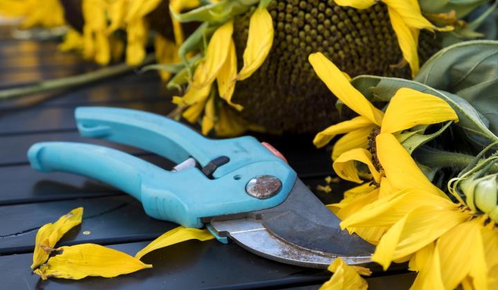 Jak vybrat zahradní nůžky | rady