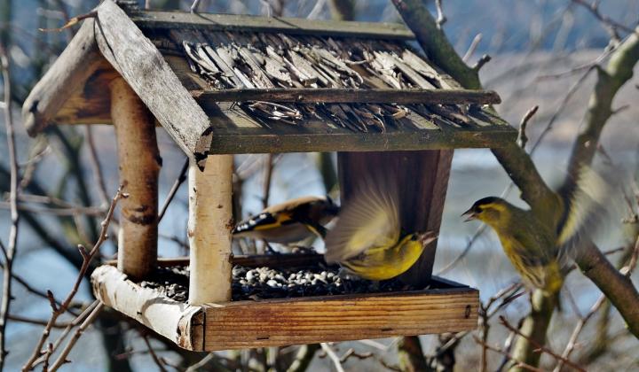 Jak správně přikrmovat ptáky na krmítku | rady