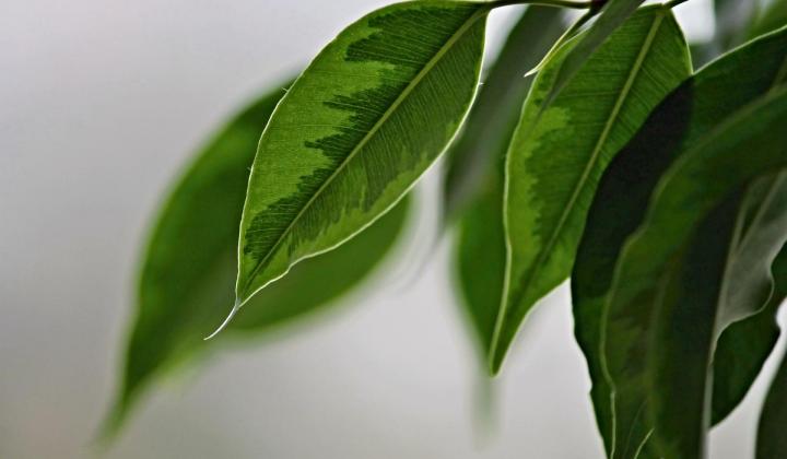 Jak pěstovat ficus benjamina