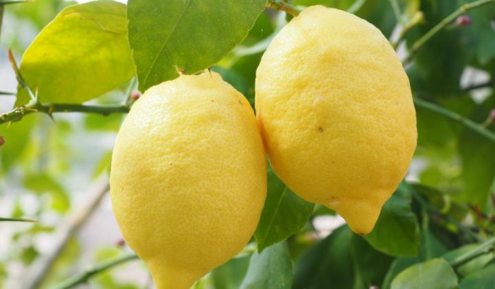 Jak pěstovat citrusy v zimě | návod