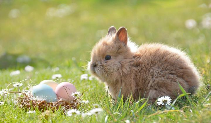 Jak si udělat výborné vajíčkové chuťovky | recepty Jak si udělat výborné vajíčkové chuťovky | recepty