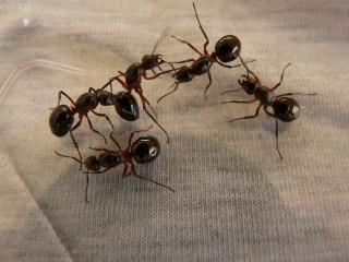 Jak využít kyselinu mravenčí | rady a tipy