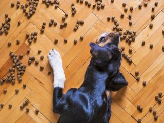 Jak vybrat vhodné krmivo a doplňky výživy pro psa | rady