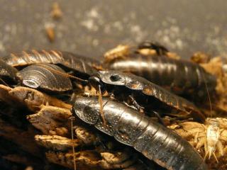 Jak se zbavit švábů | rady
