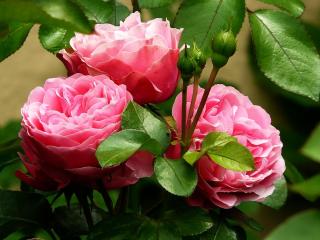 Jak vybrat ty pravé růže pro vaši zahradu