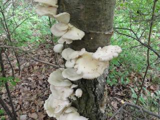 Jak poznat chutné dřevokazné houby | atlas hub