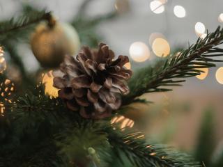 Jak vybrat vánoční stromek šetrný k přírodě