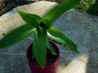 Jak vyrobit domácí mast z kalisie vonné a aloe vera | rady a návody Jak vyrobit domácí mast z kalisie vonné a aloe vera | rady a návody