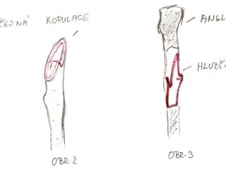 Jak roubovat ovocné stromy | rady Roubování během vegetačního klidu – Kopulace V období vegetačního klidu můžeme stromy roubovat pomocí obyčejné nebo anglické kopulace. Obyčejný způsob znázorňuje obrázek 1, 2. Kopulační řez veďte ve směru proti pupenu, jeho délka by se měla rovnat trojnásobku šířky samotného roubu. U anglické kopulace proveďte nejen kopulační řez (stejně jako u obyčejného způsobu), ale také speciální řez, který vám ještě více umožní spojení roubu s podnožím (je zde větší srůstová plocha) – viz obrázek 3.