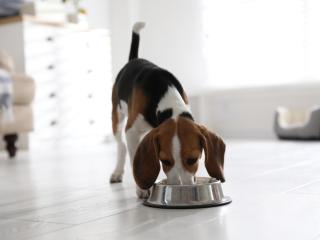 krmení pro štěňata kapsičky pro štěňata