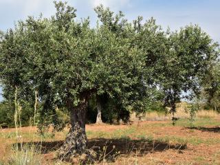 Jak pěstovat olivovník | rady