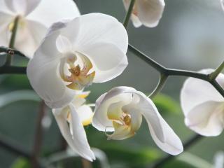 Jak pěstovat orchideje doma | rady